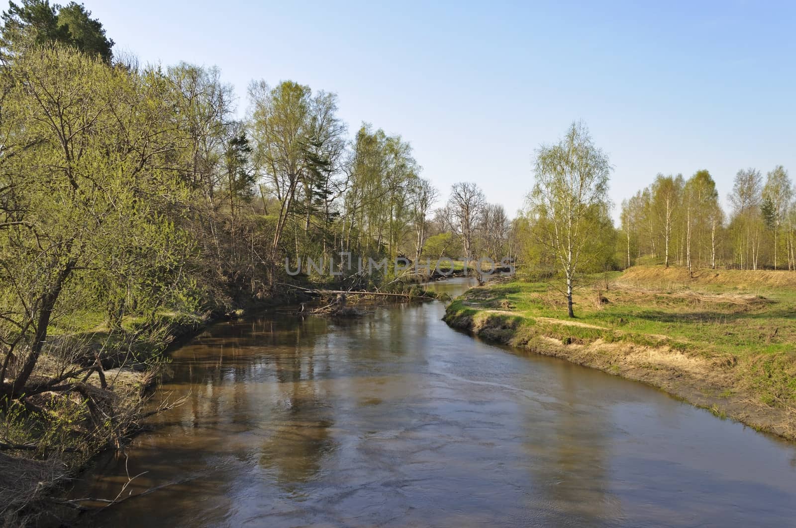 View of river bank and birch forest in spring time