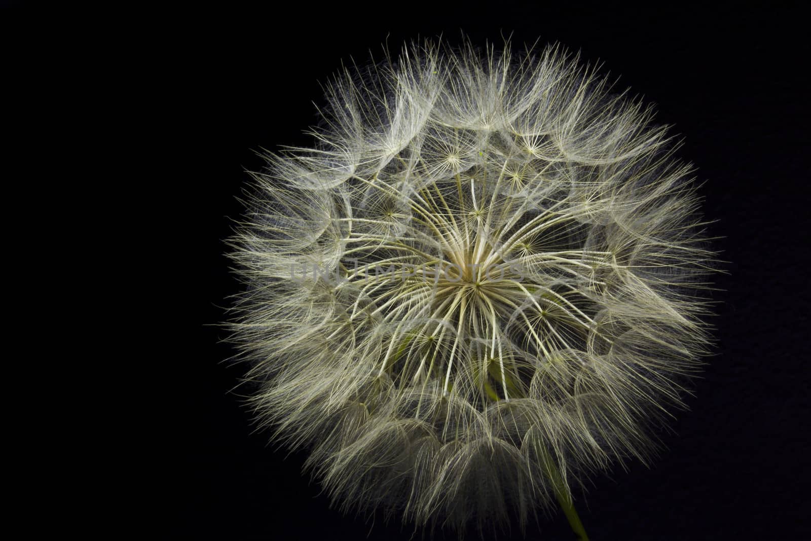 Giant Dandelion on Black for background or texture