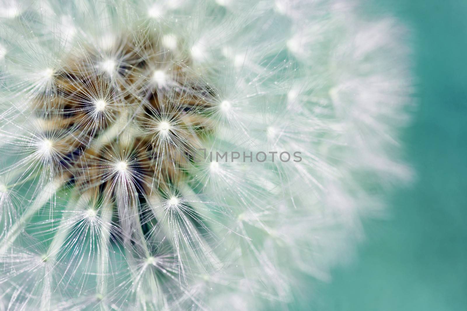 Macro of dandelion fluffy seeds over blue green background