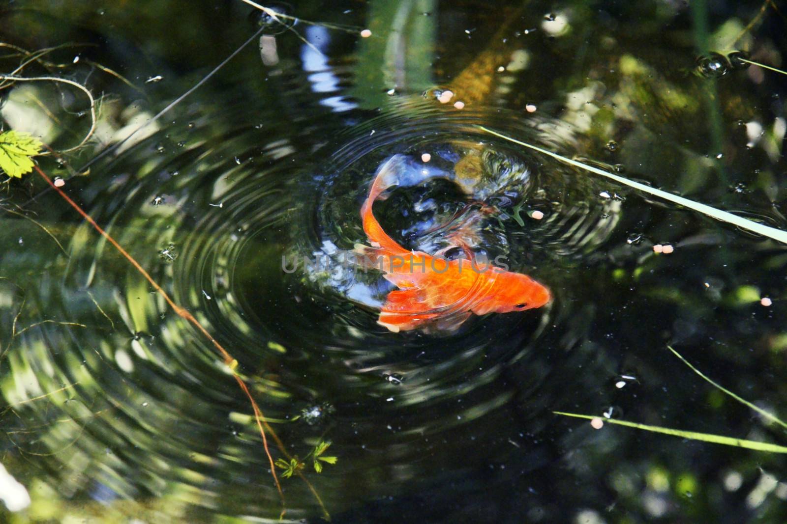Artistic goldfish at the surface of a pond