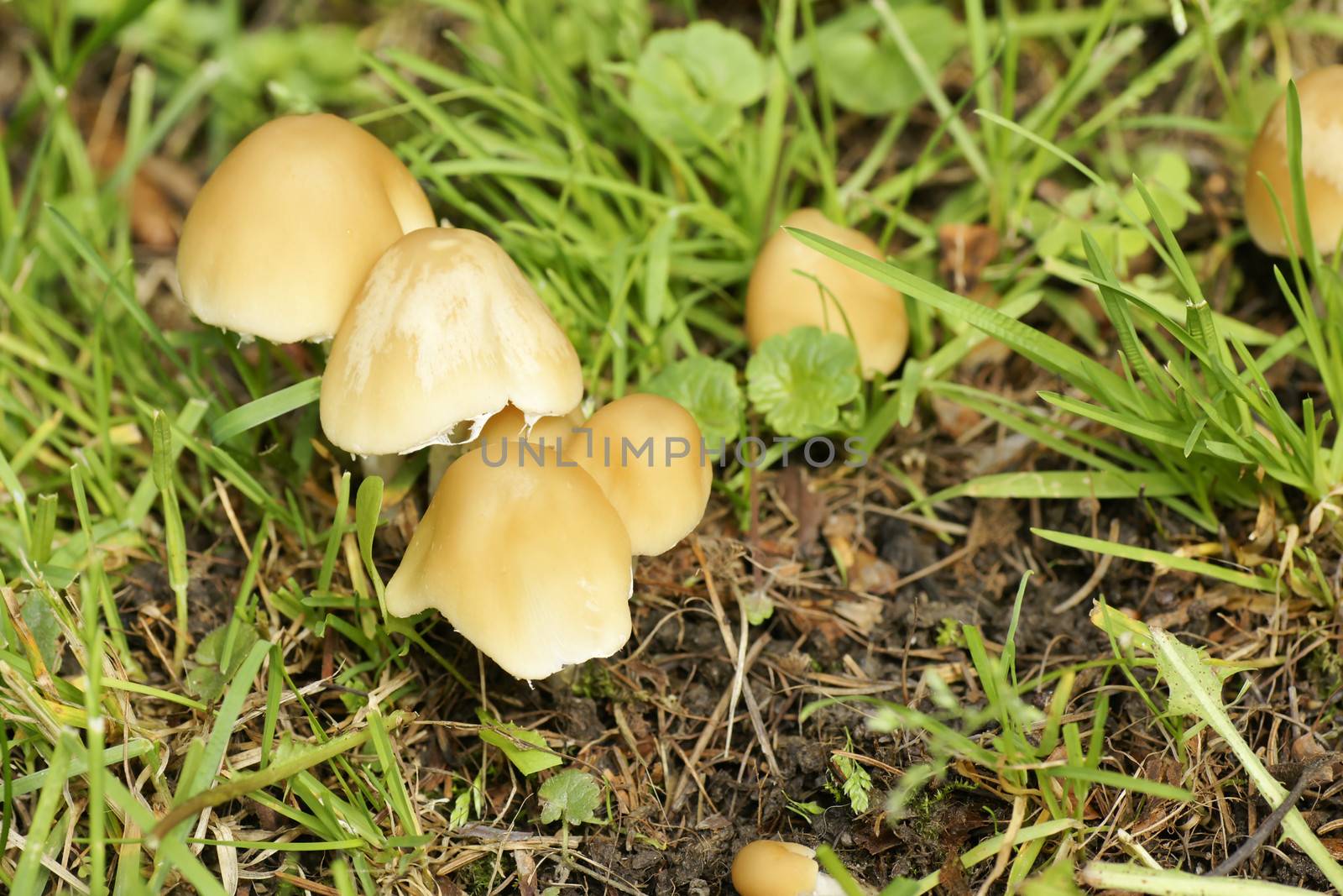 Mushrooms on lawn by Mirage3