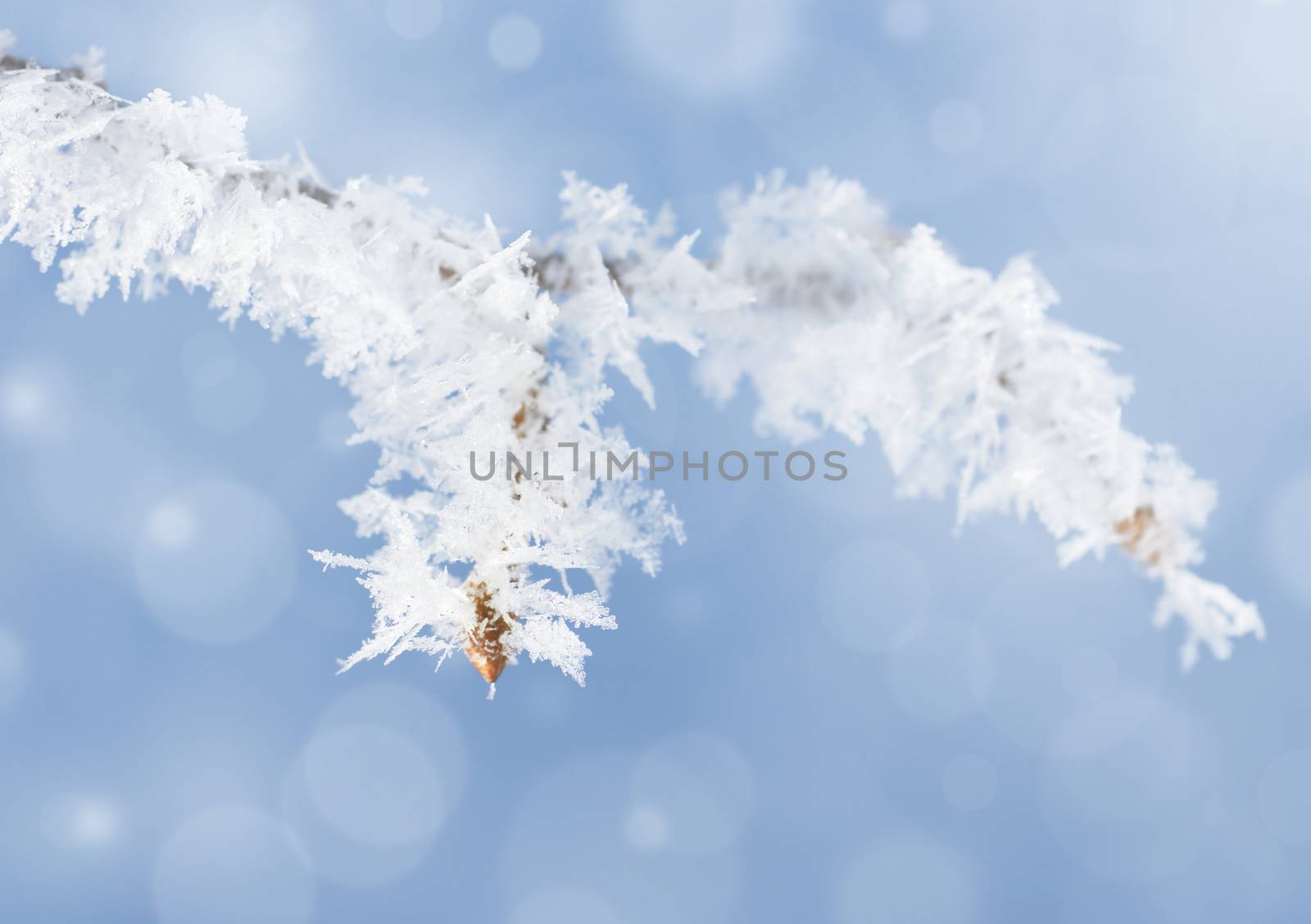 Frost on branch by Mirage3