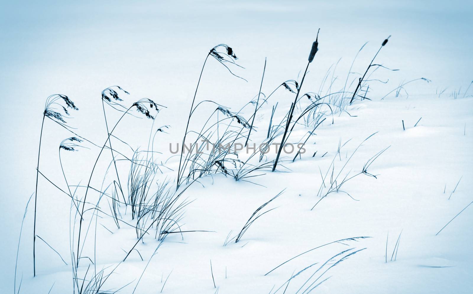 Winter scene with cold frozen reeds in the wind