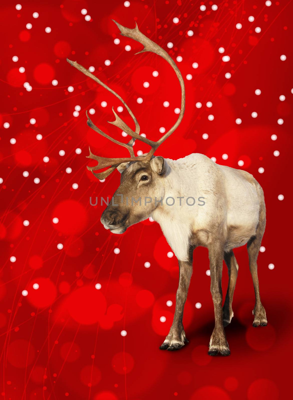 Caribou reindeer on red Christmas bokeh background.