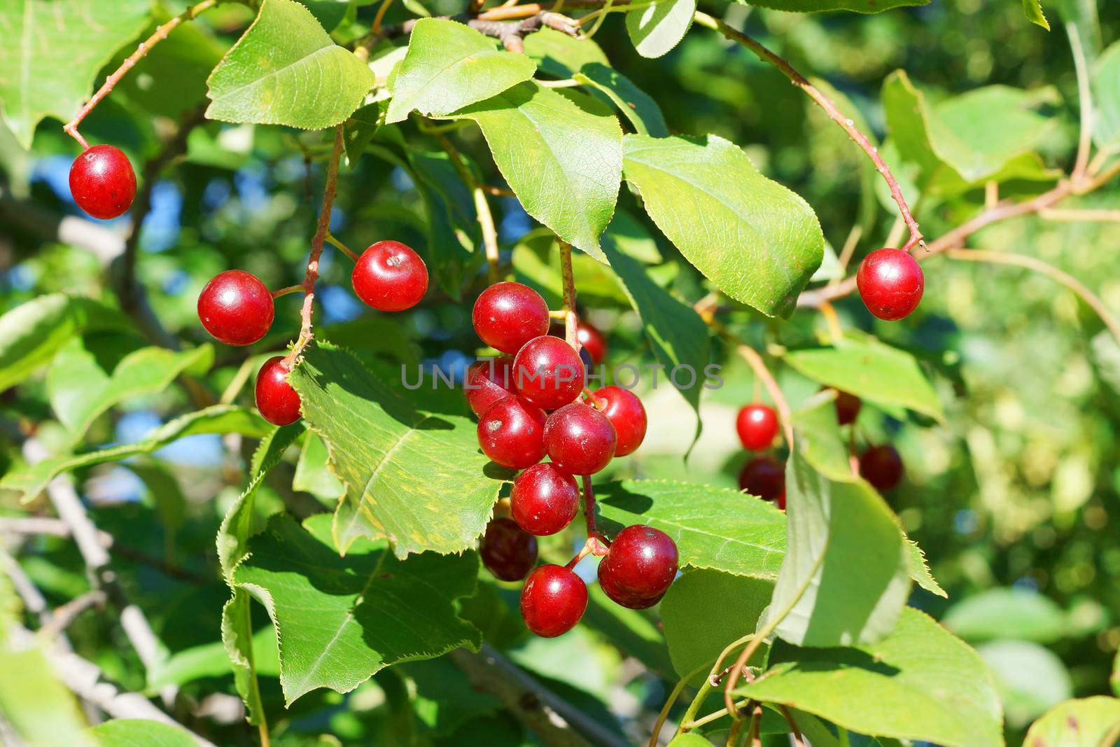 Bird cherry tree ripe red fruits, Prunus pensylvanica