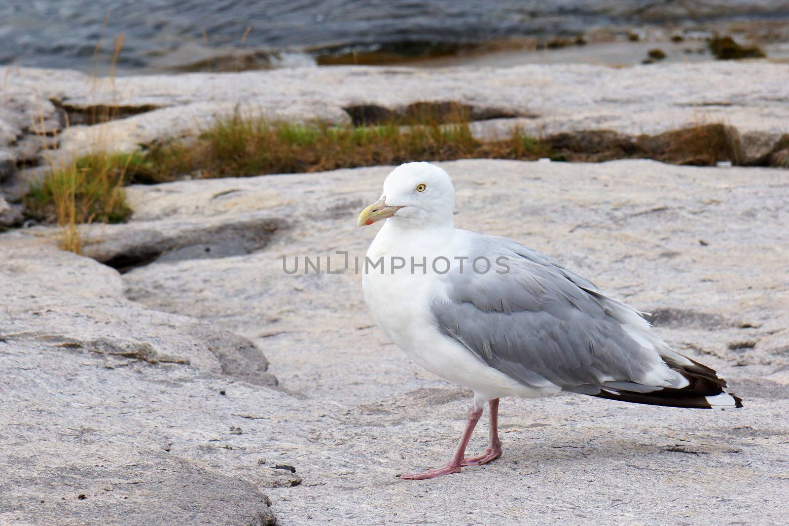 Herring gull by Mirage3