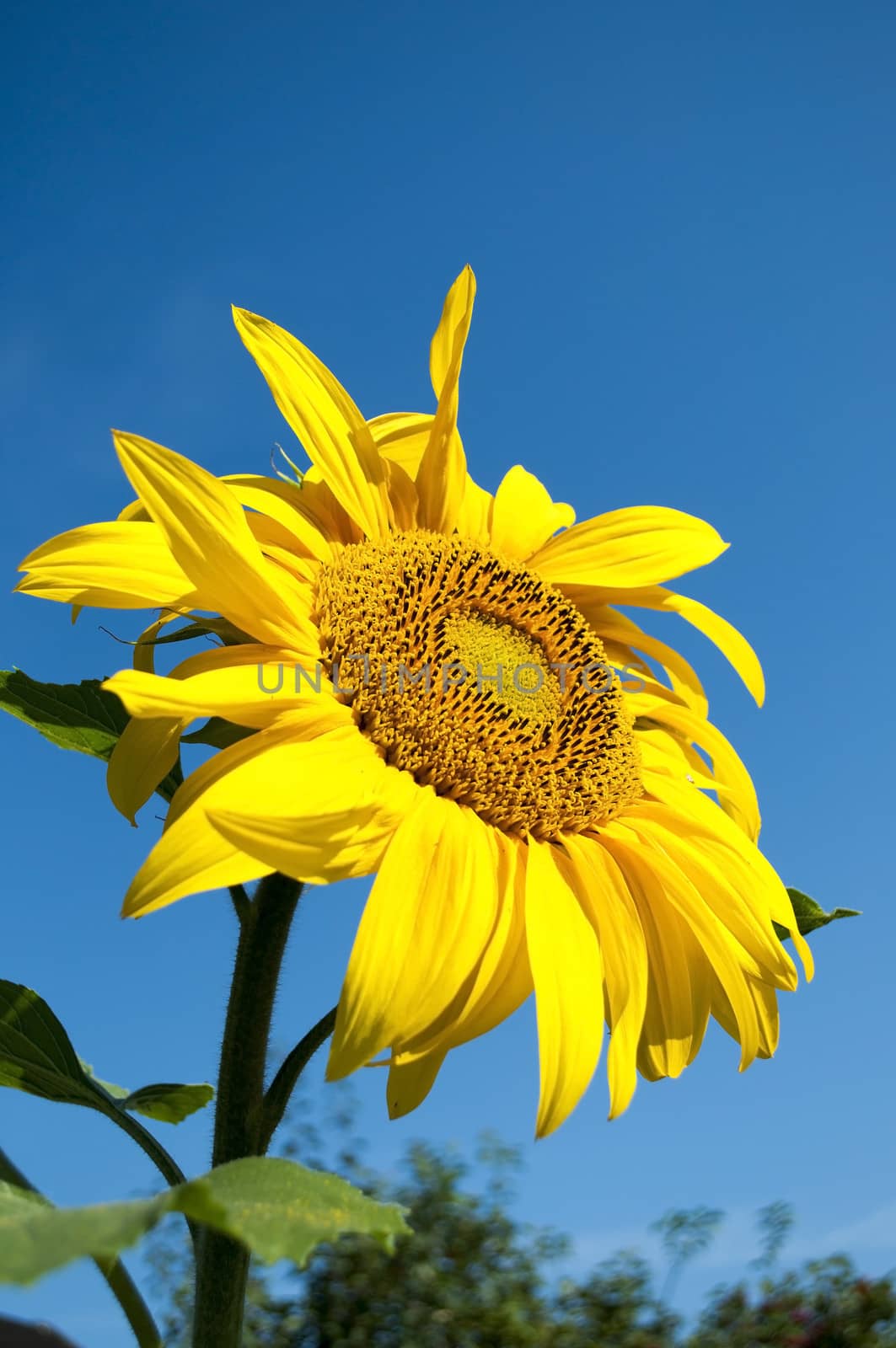 Beautiful yellow sunflower on blue sky background