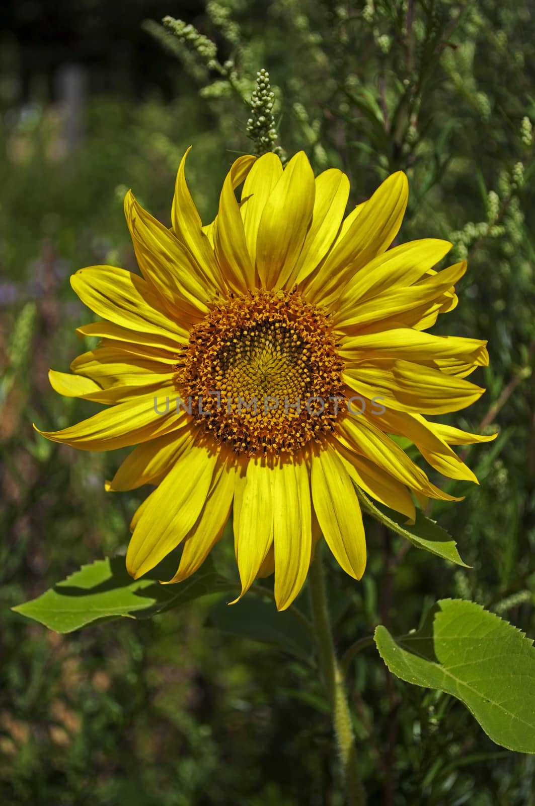 Beautiful yellow sunflowers on green grass background