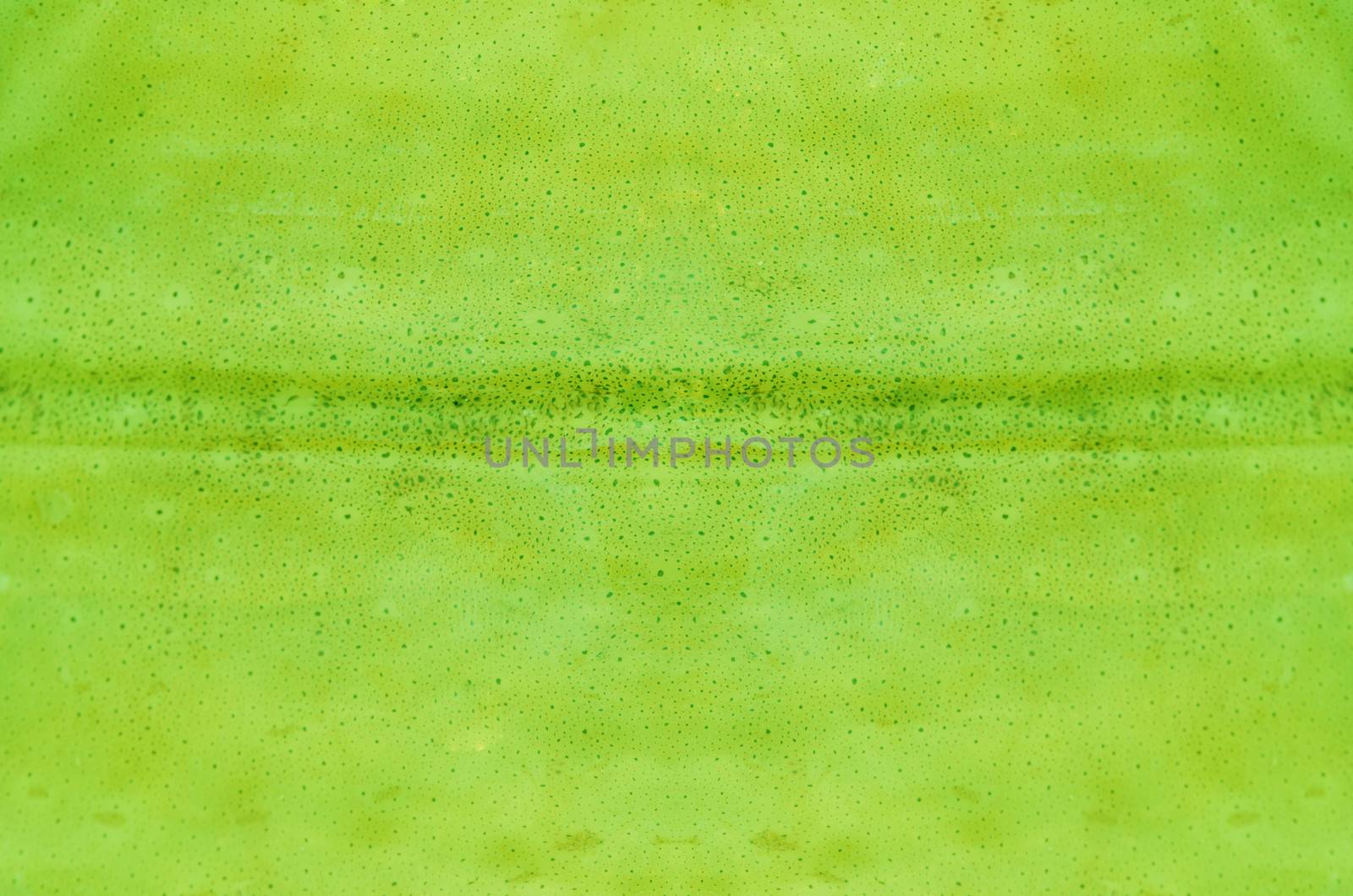 green color cuttlefish skin texture ,  ( squid skin for background )