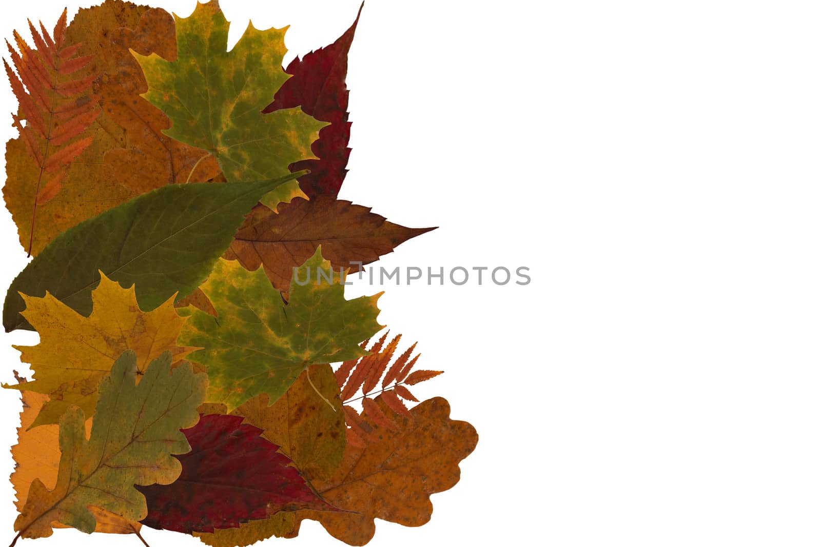 Leaves on a white background