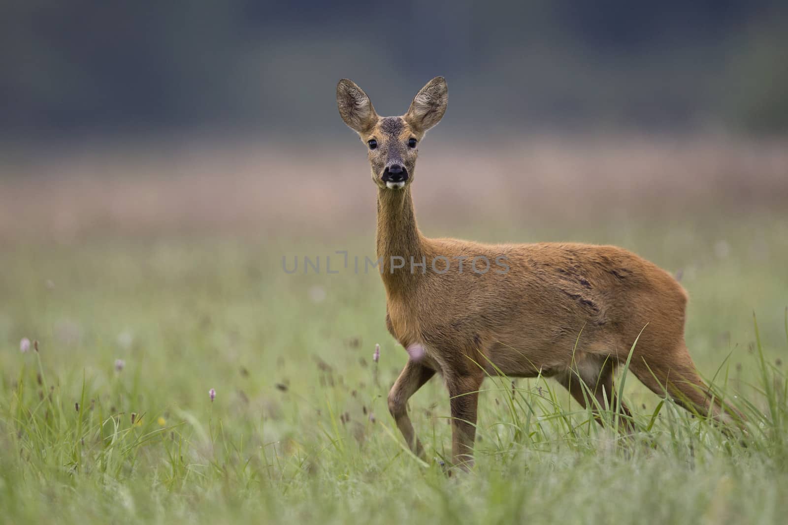 Roe deer by johan10