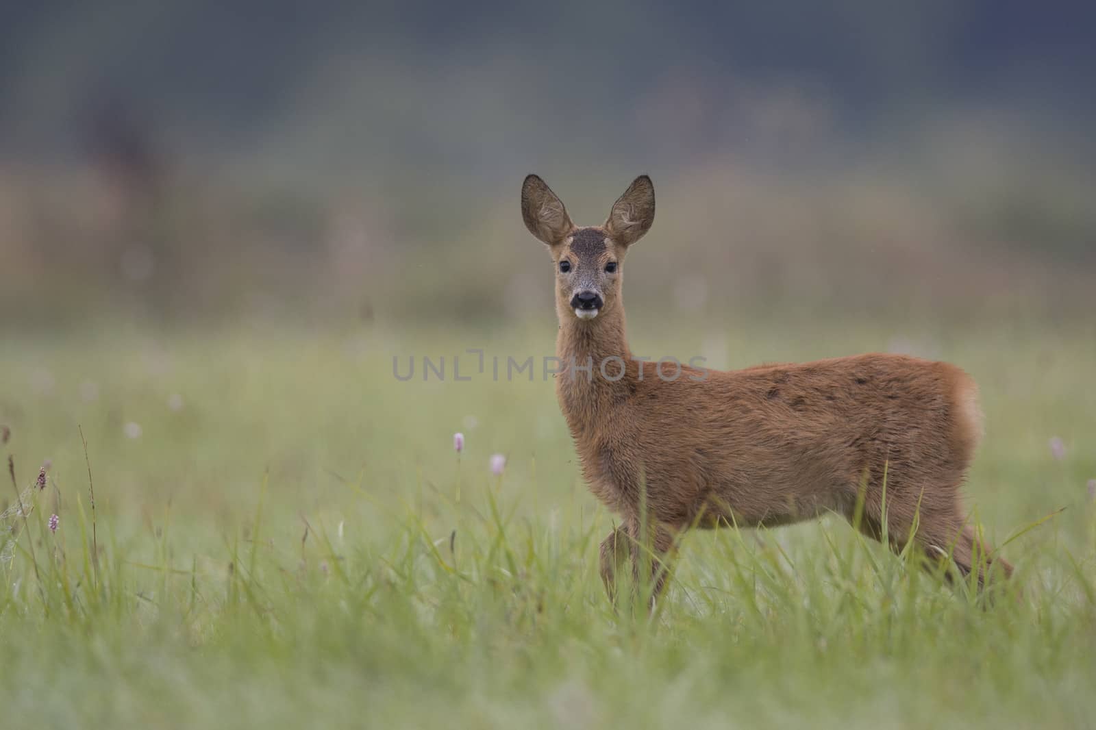 Roe deer by johan10