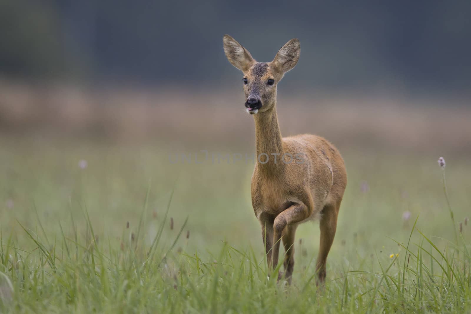 Roe deer by johan10