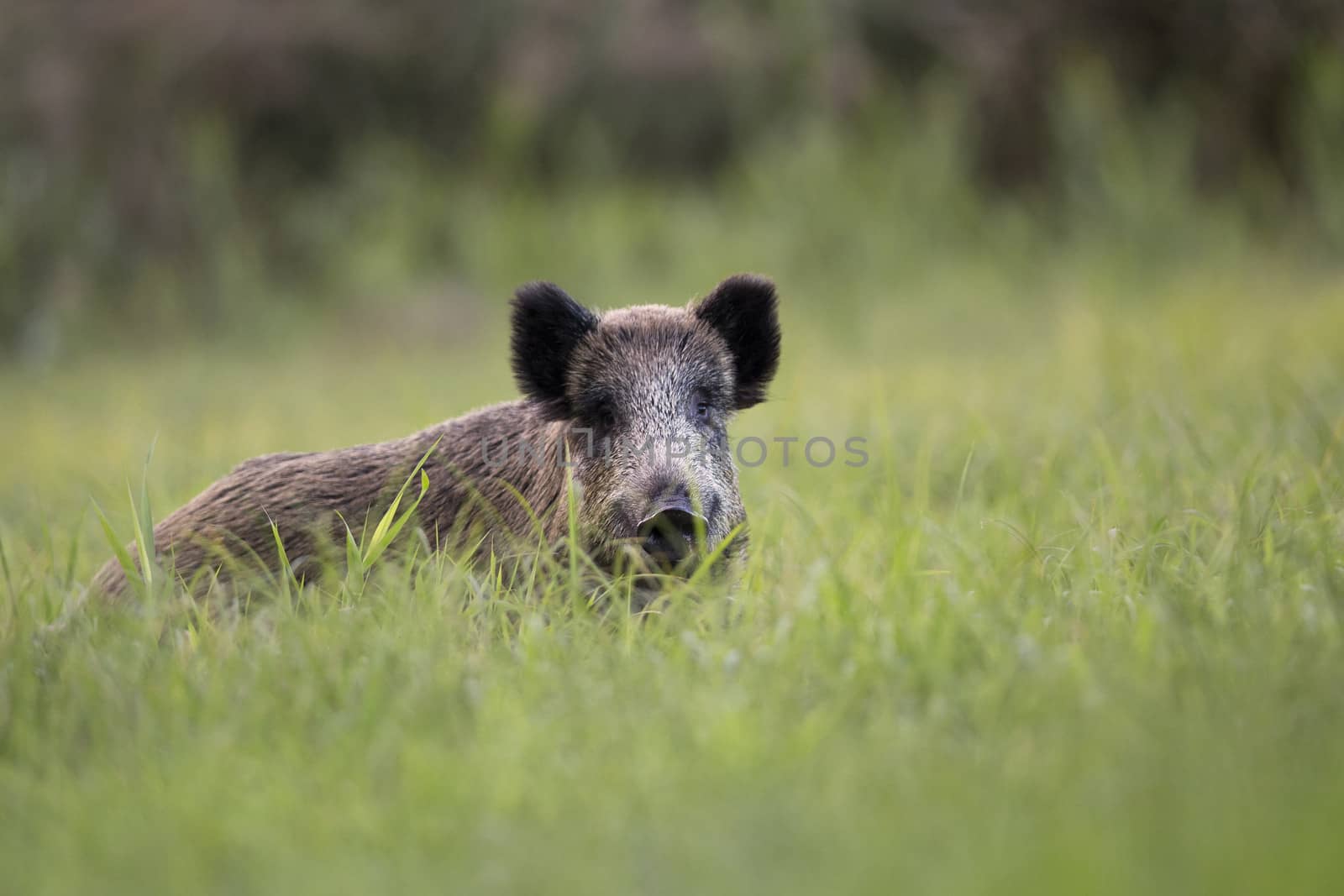 wild boar by johan10