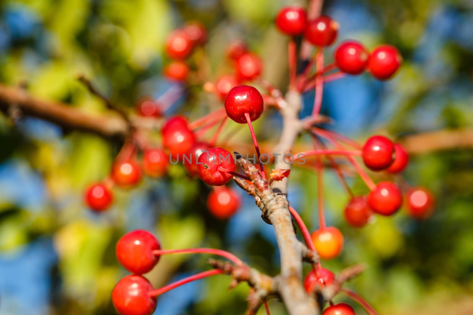 Berries and branches in the autumn forest close-up shot