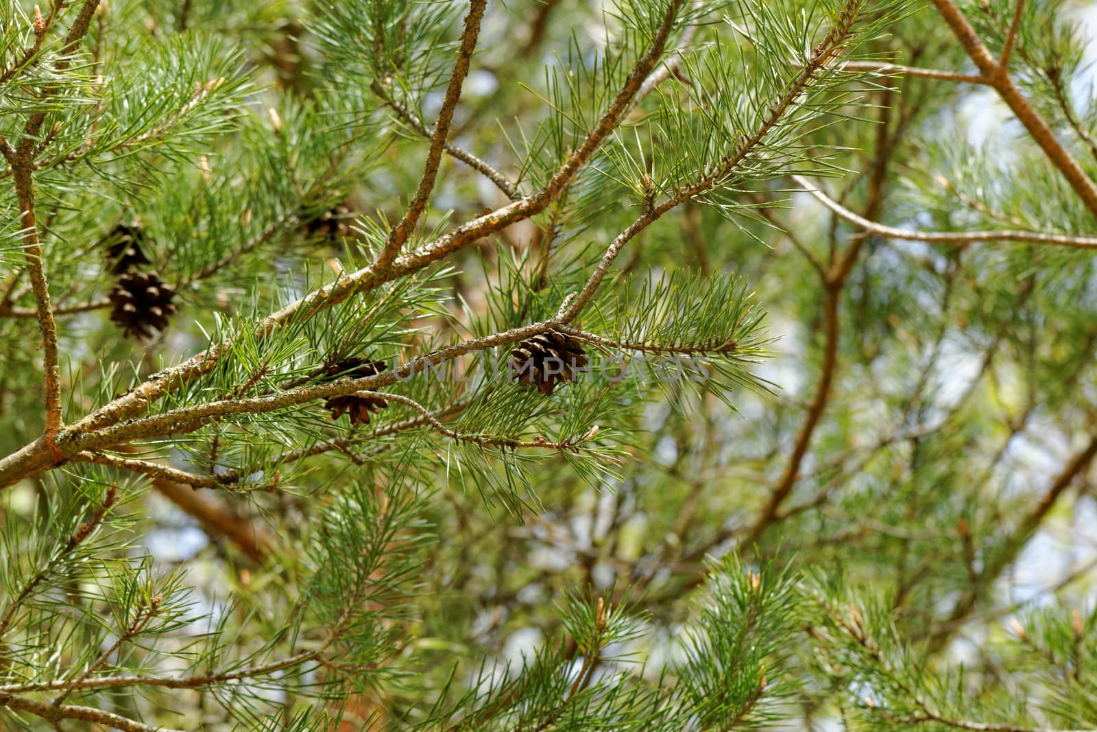 cone on pine branch by NagyDodo
