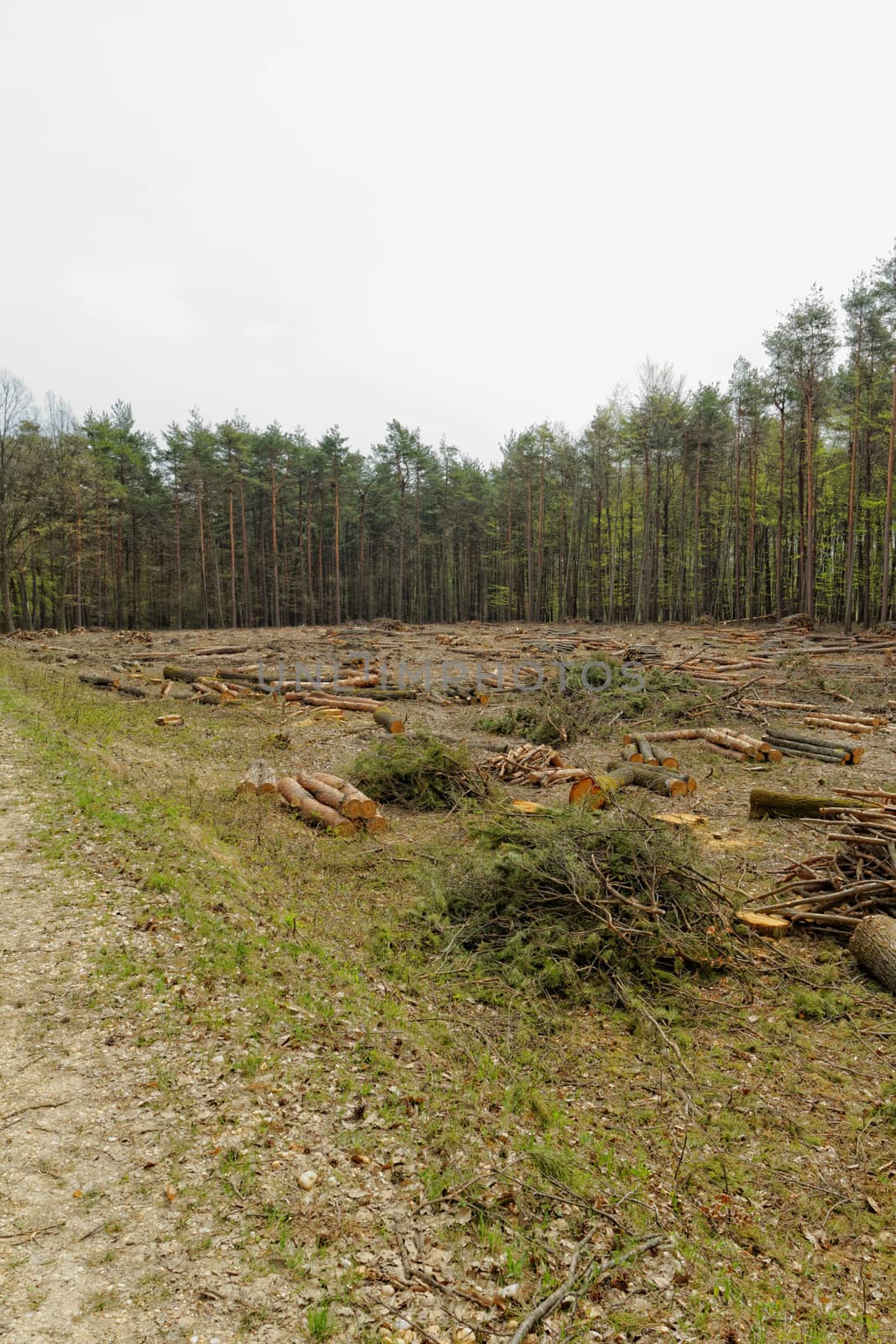 Deforestation and logging by NagyDodo