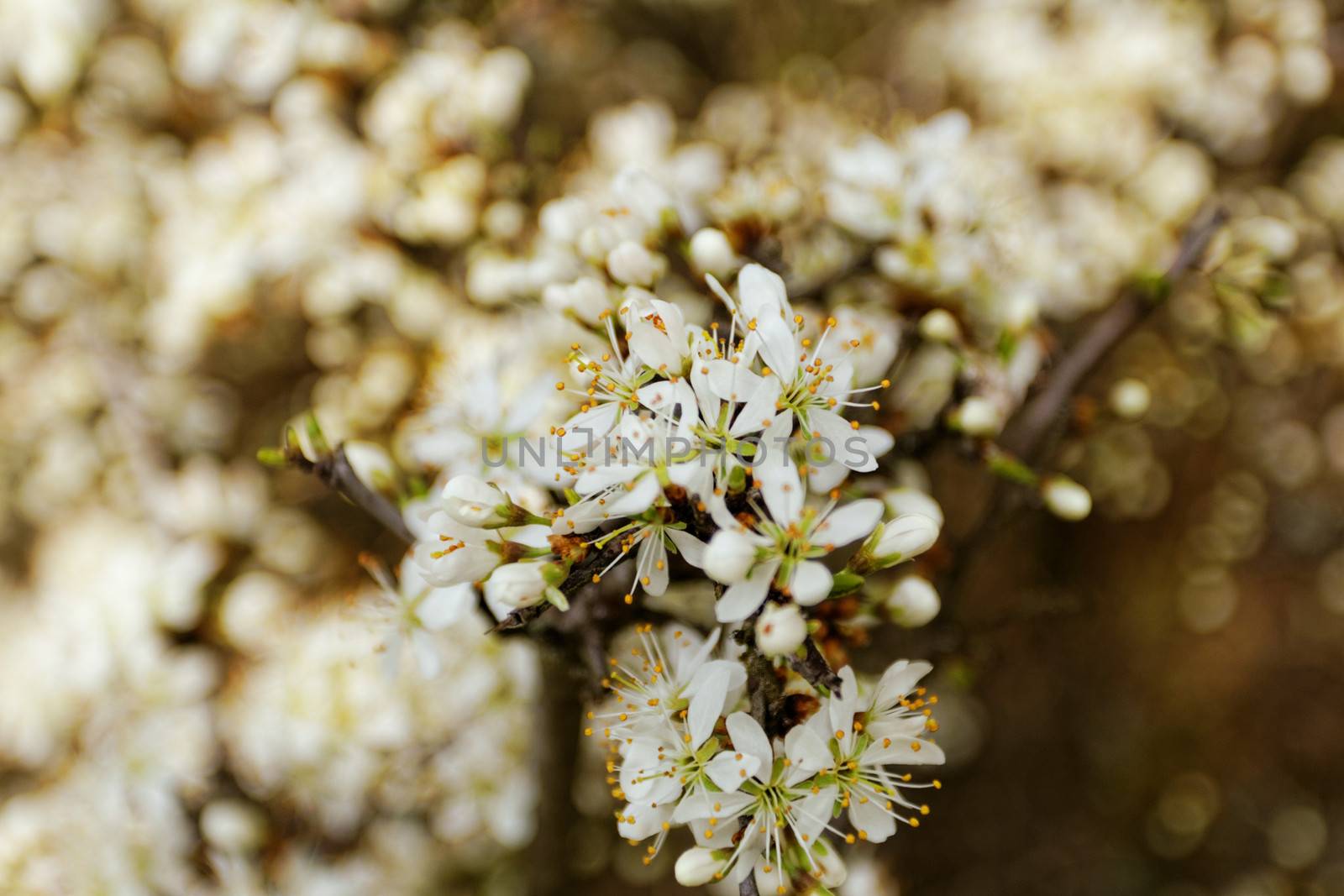 white blossom of the tree by NagyDodo