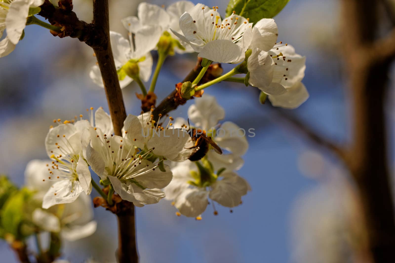 blossom tree with a bee pollination