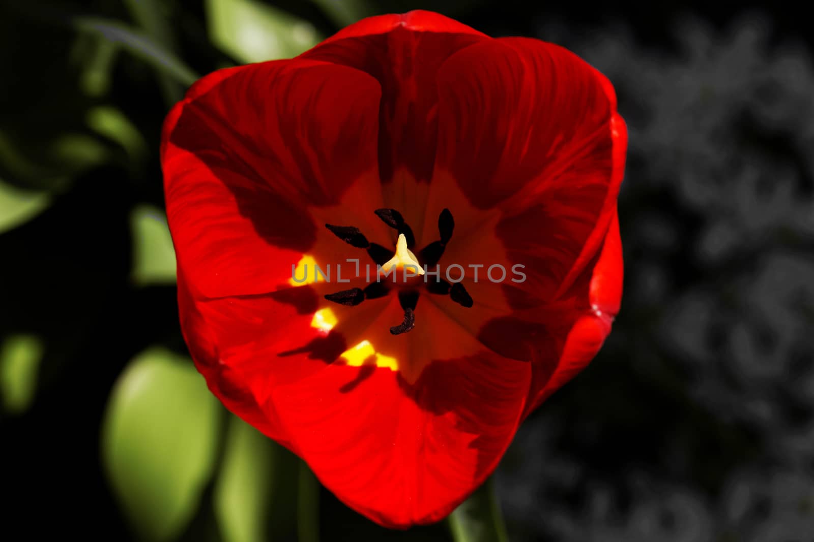 close up of yellow tulips with yellow edges on green background