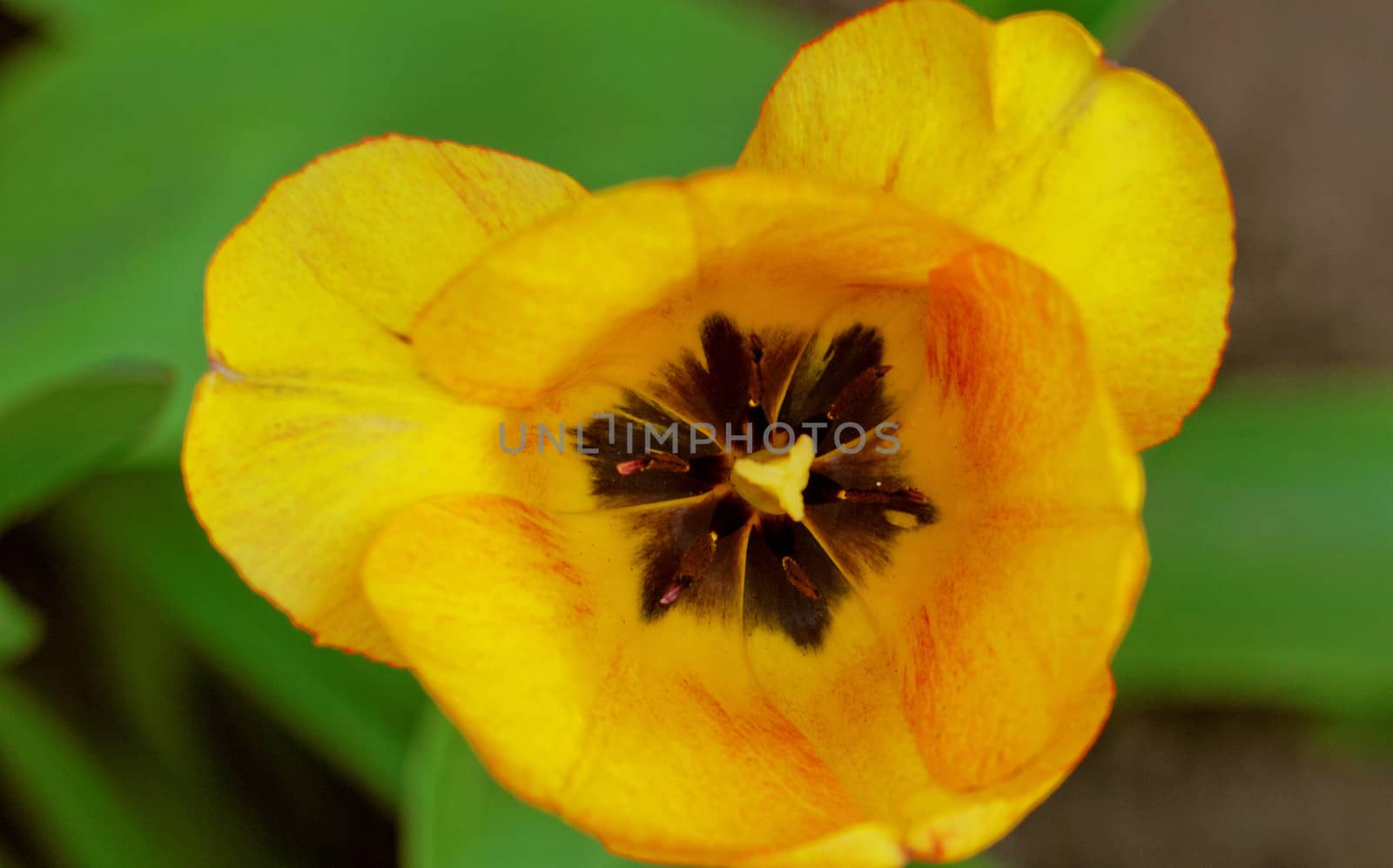 close up of yellow tulips with yellow edges on green background