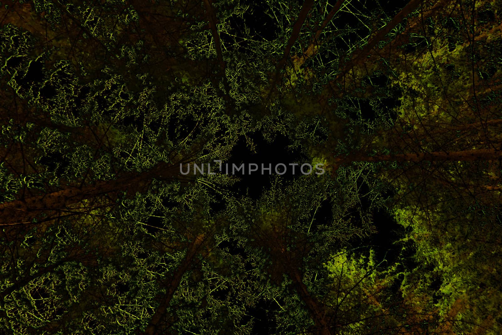growing stretching green tree to the black sky - dark natural abstract