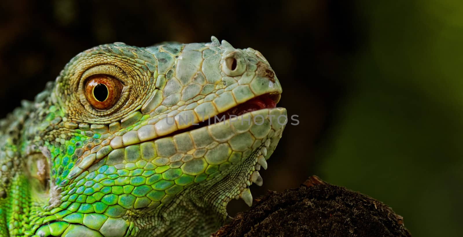 portrait about a green iguana by NagyDodo