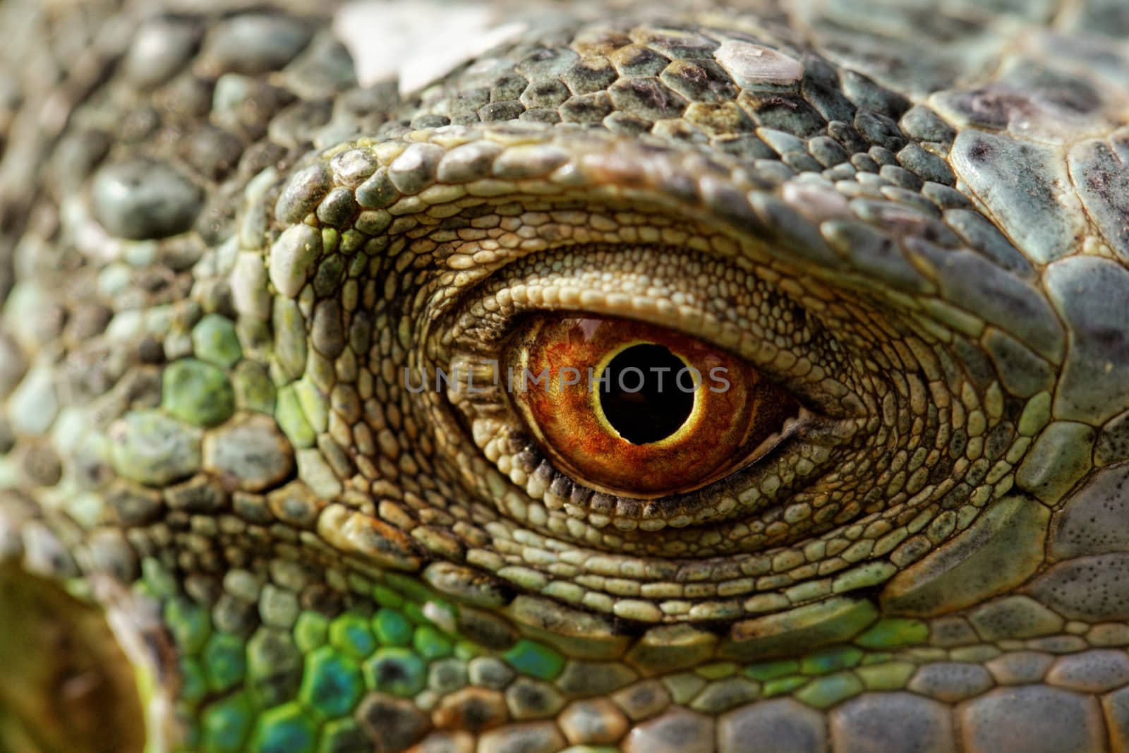 macro of a fantastic green iguana eye