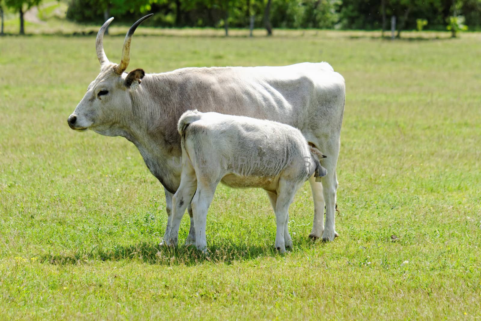 Ruminant Hungarian gray cattle bull on grass