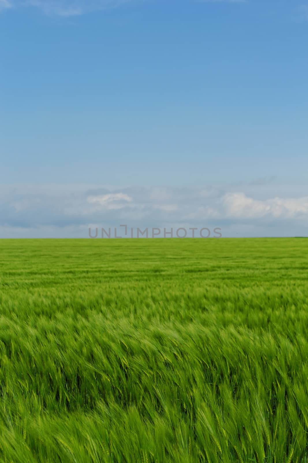 green wheat field under the blue cloudy sky