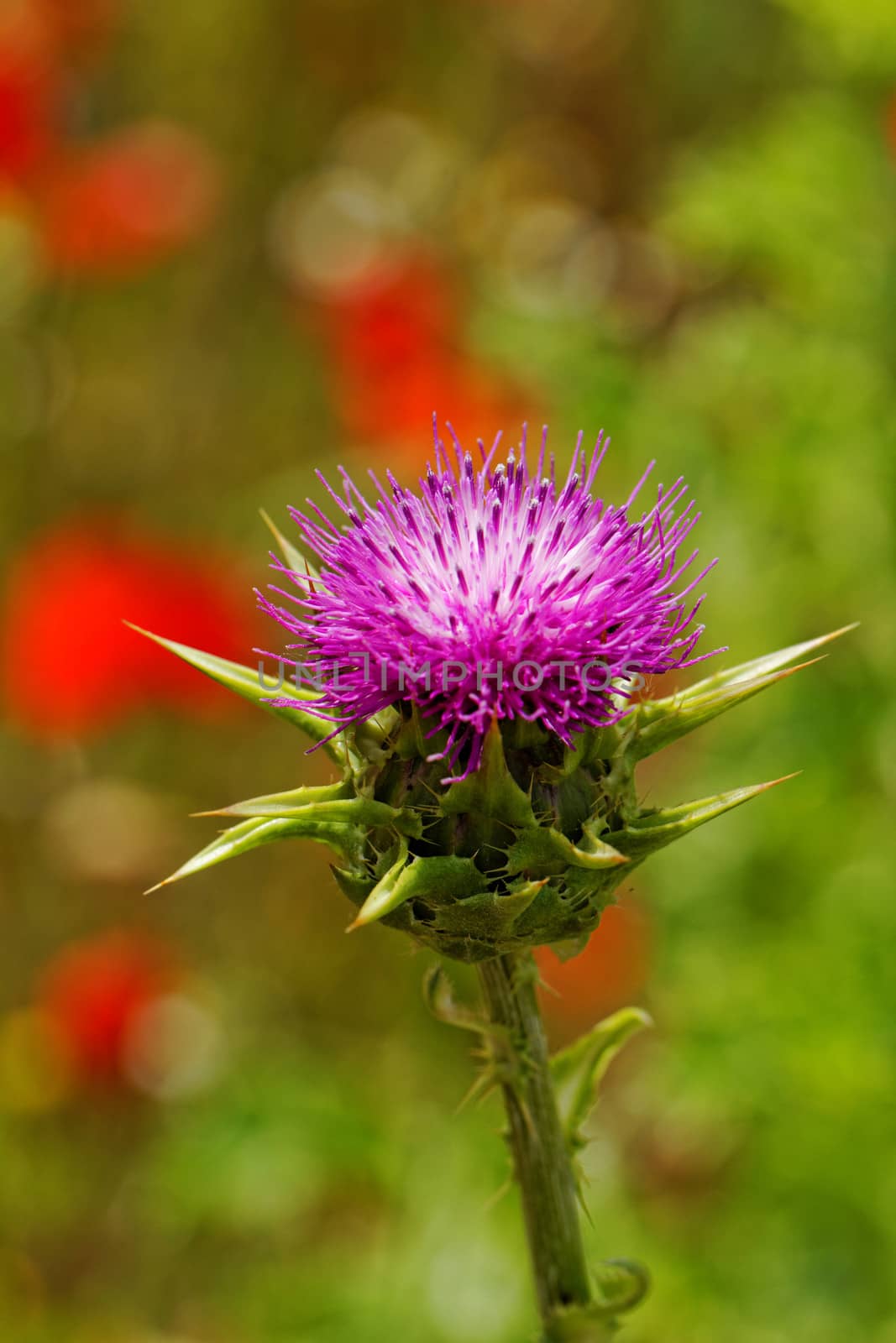 violet thistle flower on poppy field by NagyDodo