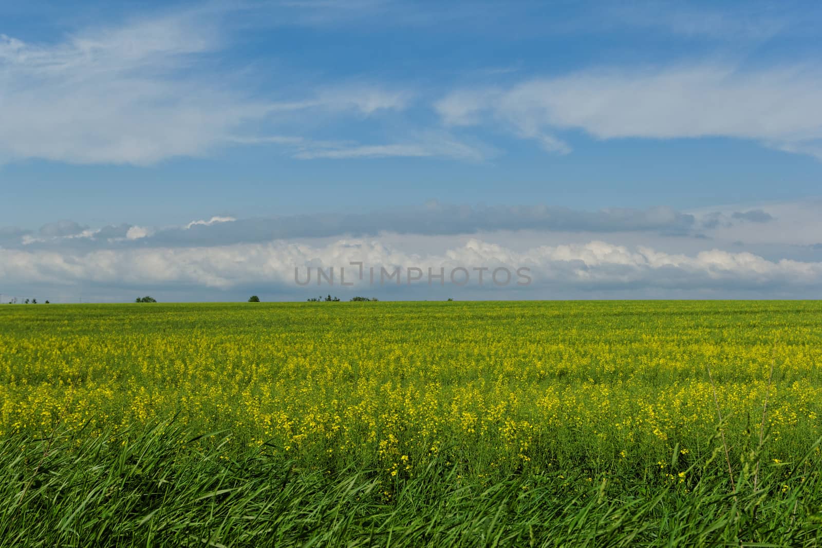green wheat field under the blue cloudy sky