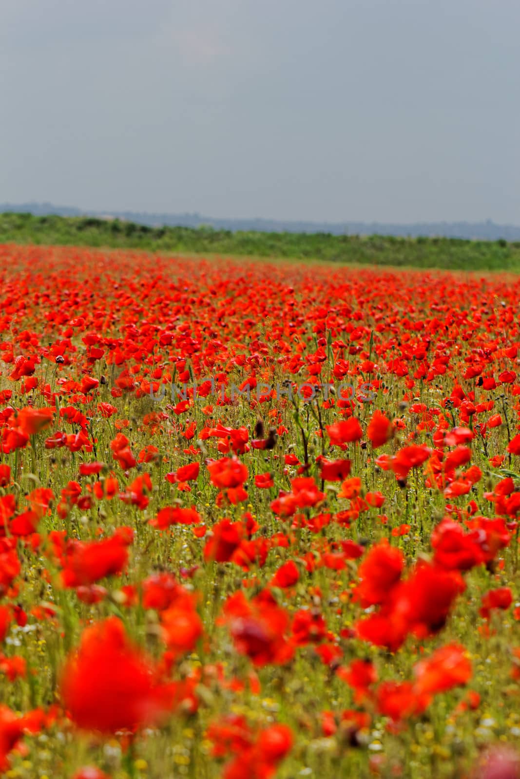 Huge red colored poppy field