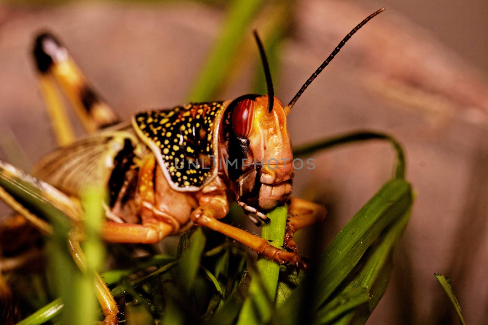 one locust eating by NagyDodo