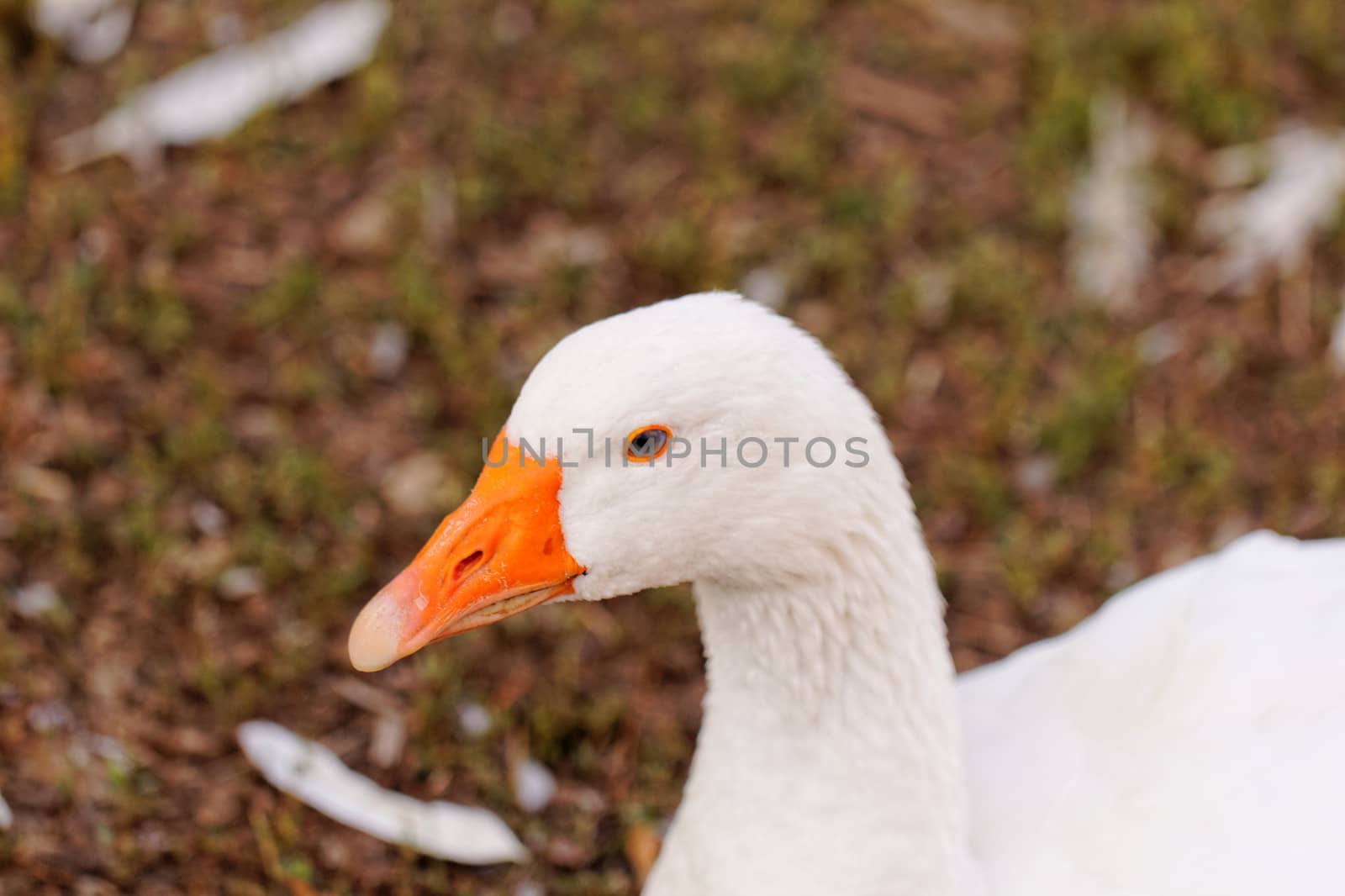 White geese with blue eyes, in farm