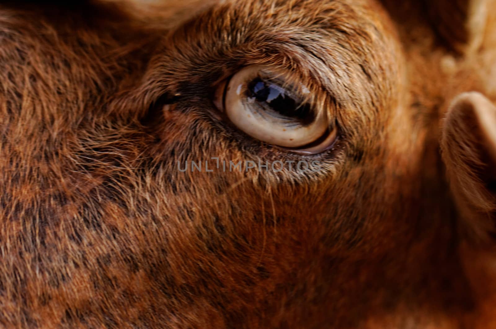 close up picture about yellow goats eye
