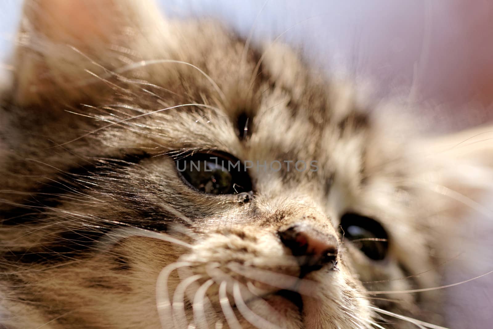 close up on a kittens face portrait