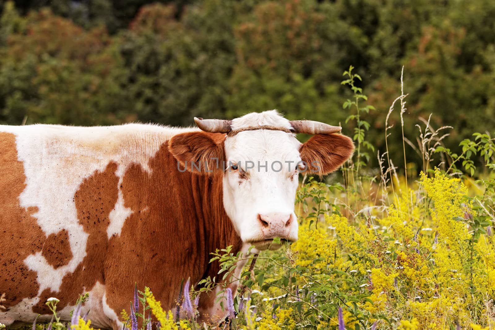 motley cow graze in a field (free range)