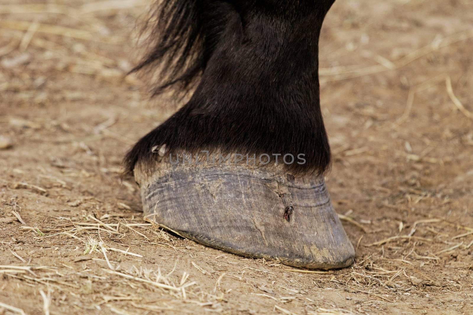 horse leg and hoof by NagyDodo