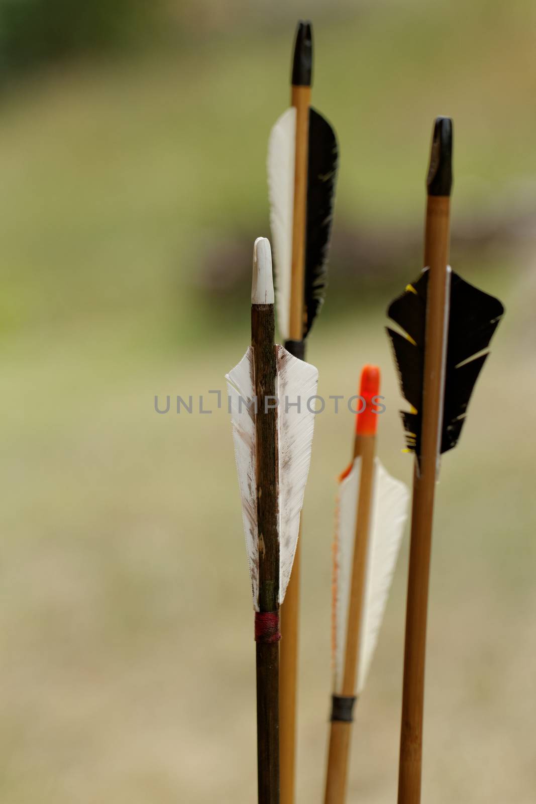 color archery arrows in nature on the ground