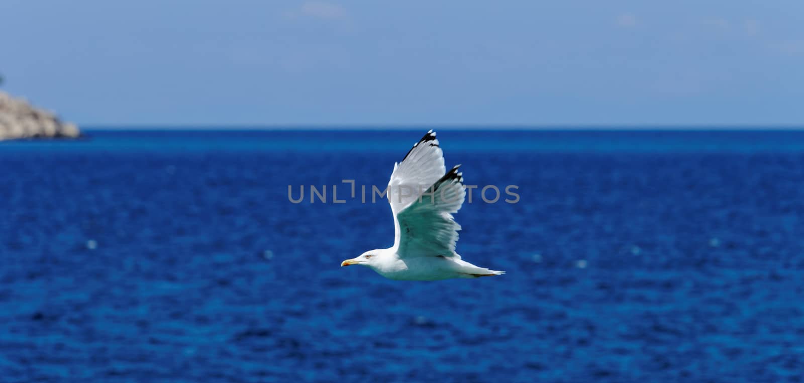 white seagull flying over blue, turquise sea