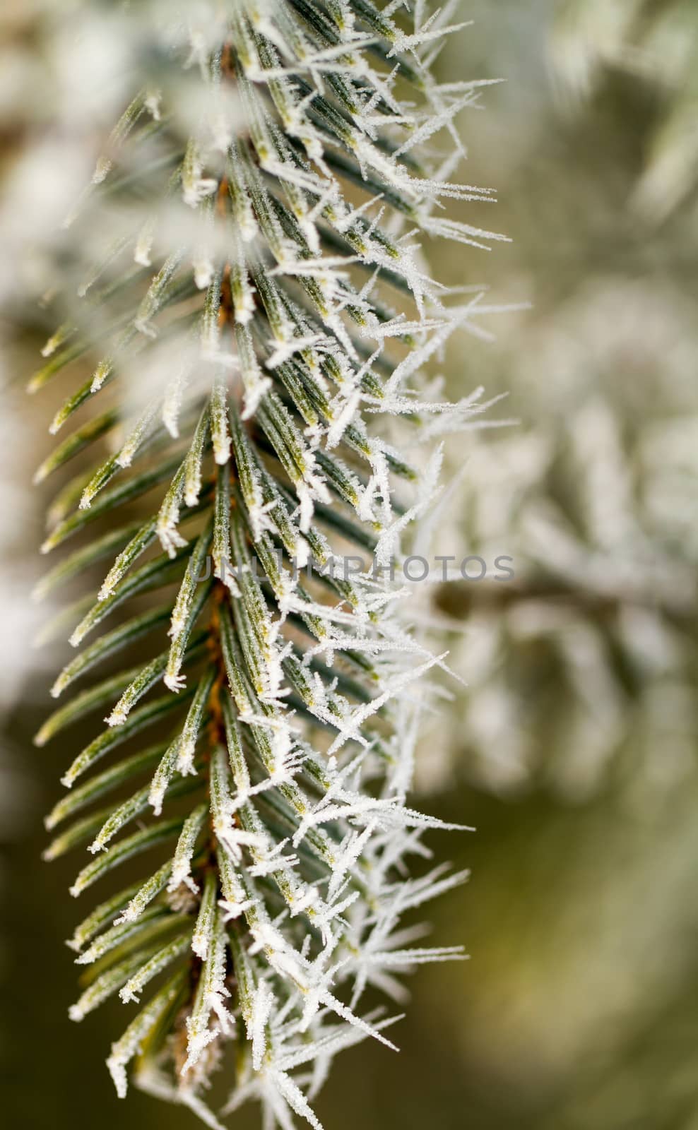 hoarfrost on silver pine branch