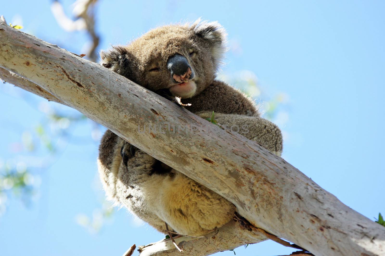 Sleeping Koala in a blue gum tree, Australia