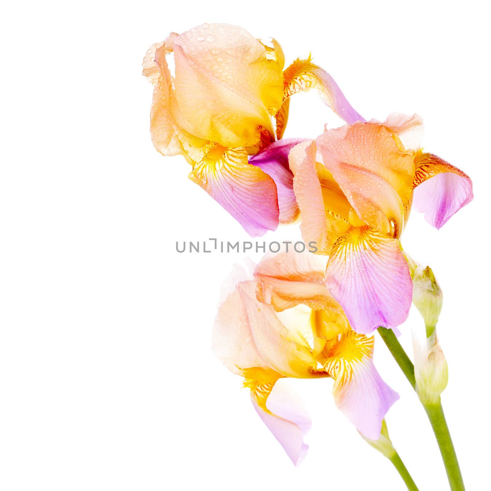 Iris flowers. Yellow iris. Petals of a  flower of an iris. Flowers in dew drops. Flower petals in dew drops.