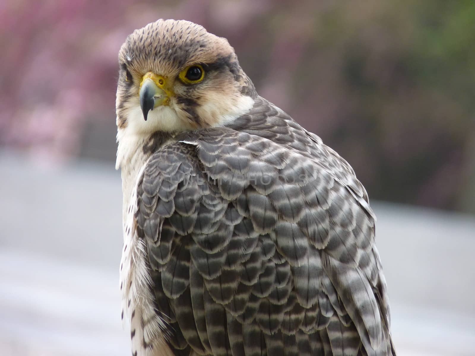 Peregrine Falcon by nicousnake