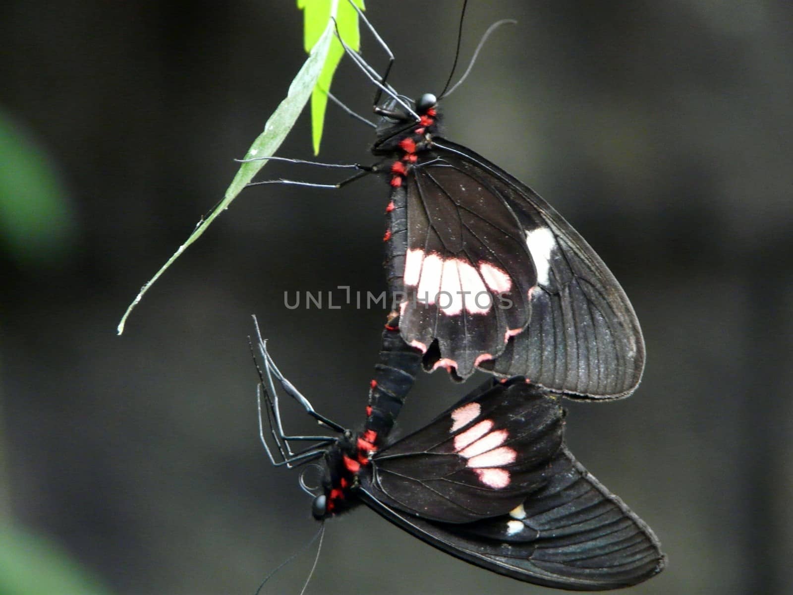 Doris Longwing Butterfly (Heliconius doris) Native to the tropical rainforest of Costa Rica