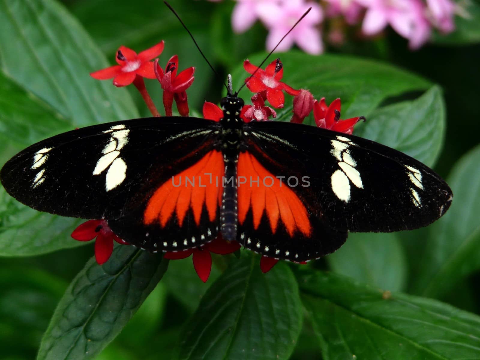 Doris Longwing Butterfly  Description: Doris Longwing Butterfly (Helic by nicousnake