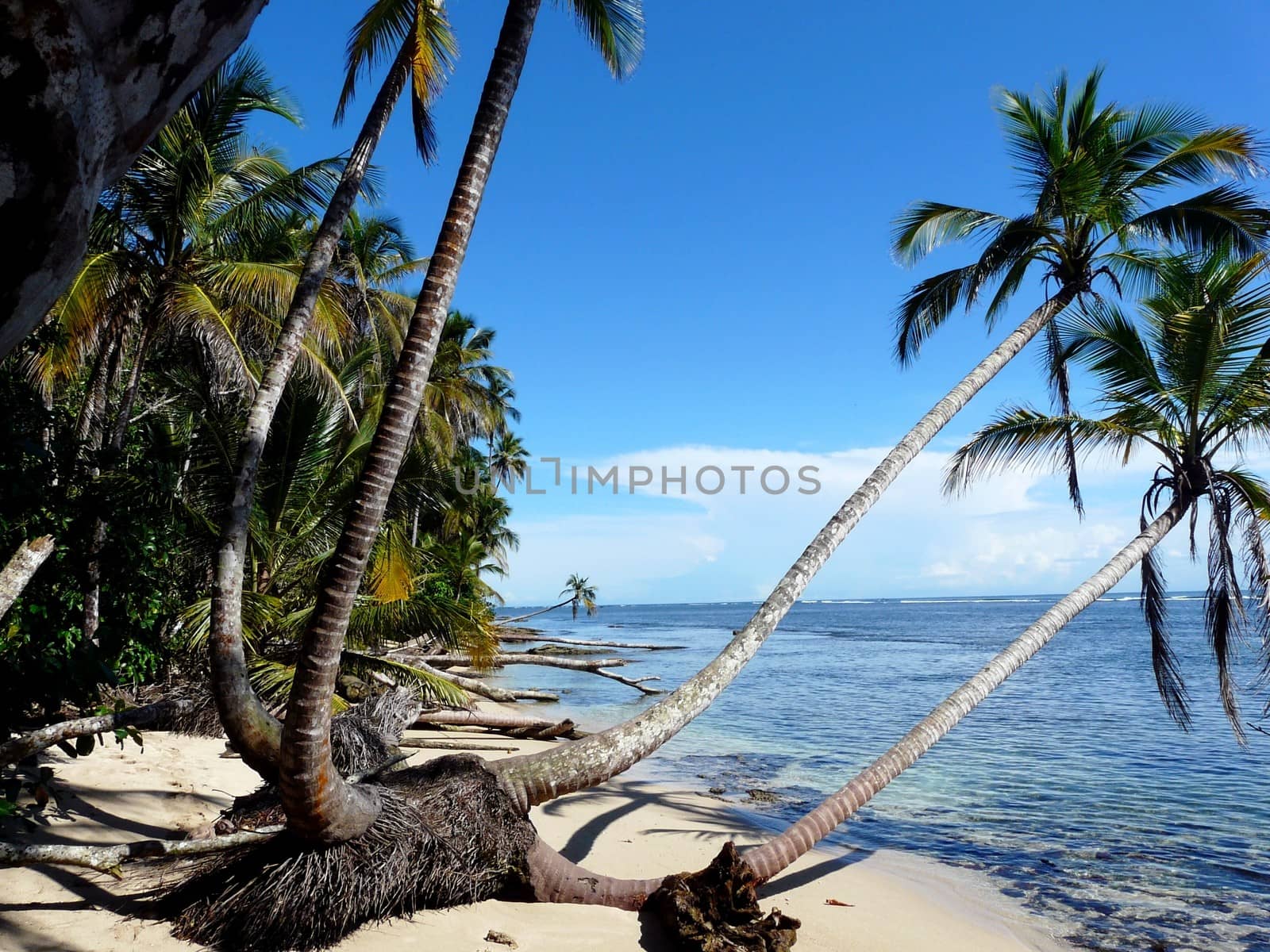 Coconuts trees on the beach,Caribbean, Cahuita, Costa Rica