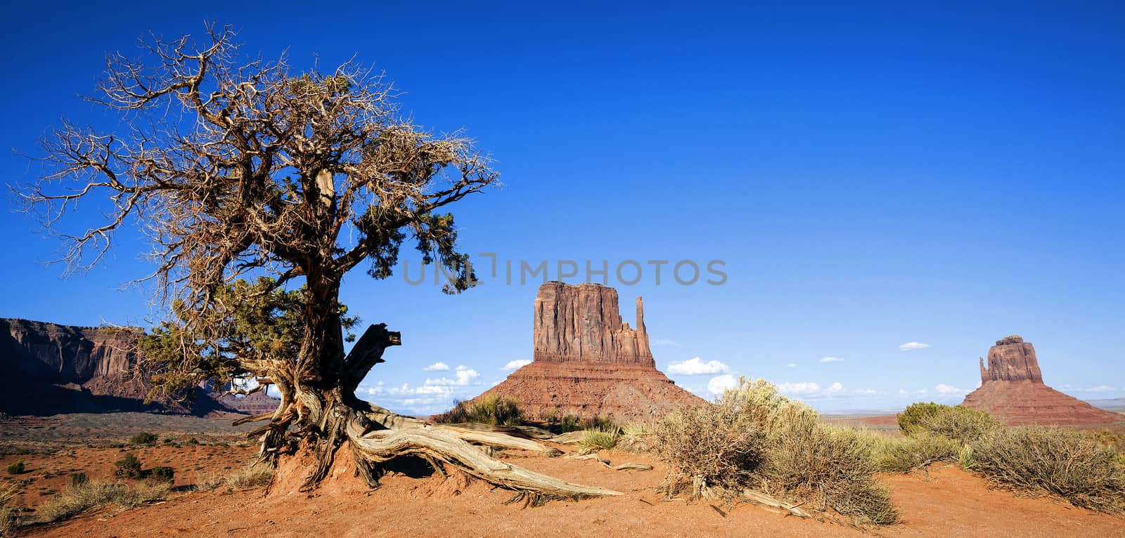 Panoramic view of Monument Valley and tree, USA