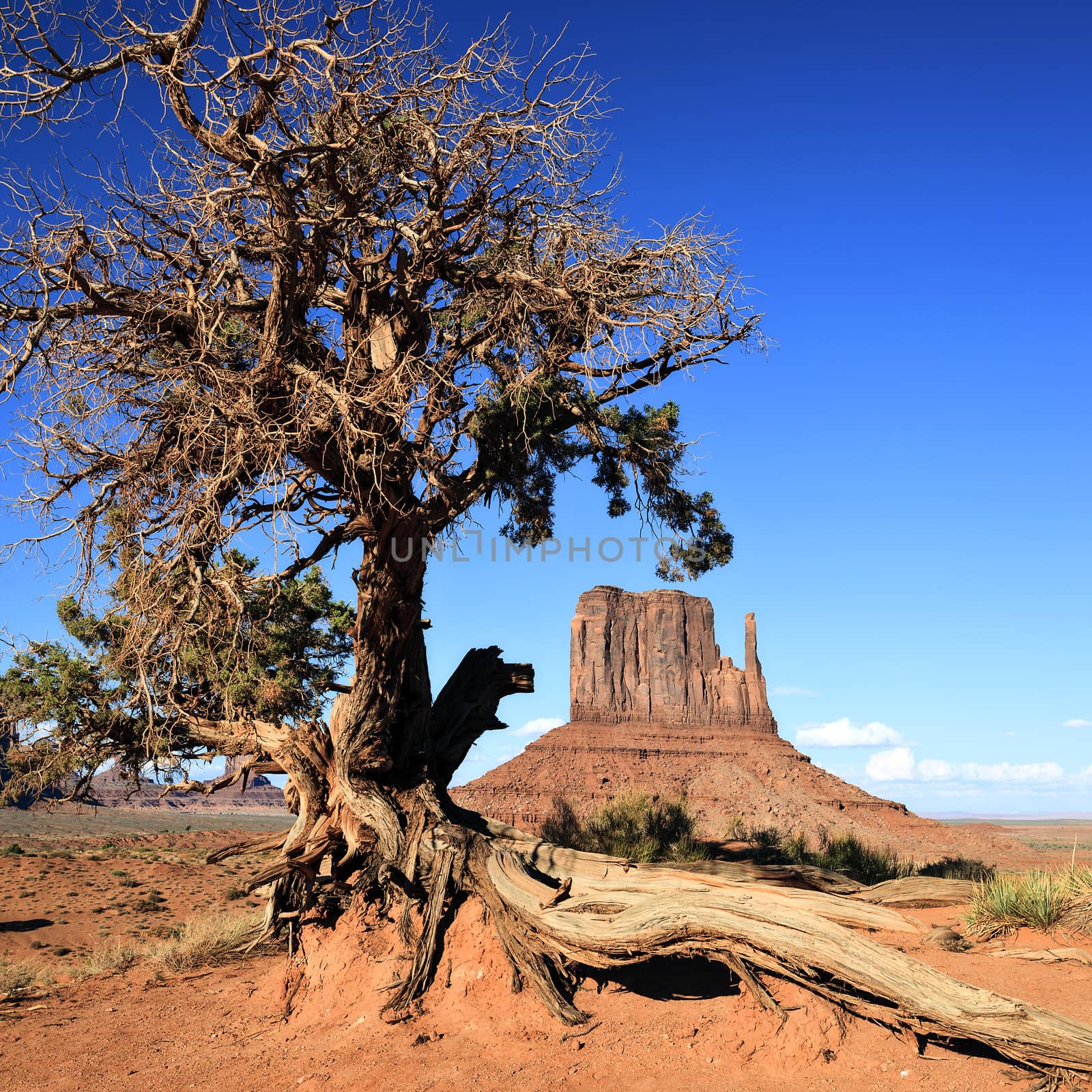View of Monument Valley and tree by vwalakte